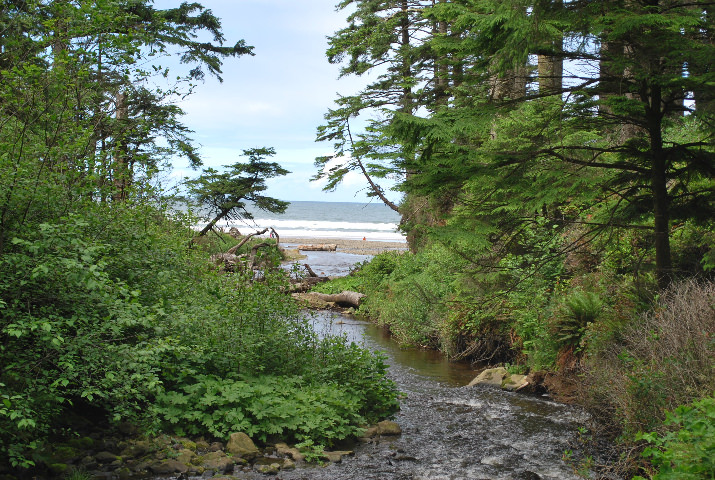 All of the trails to the beach are through a mature forest; one trail follows the winding path of the Short Sands creek. This trail gives way to the spectacular view of the ocean and the creek meeting. This is your first glimpse of the ocean and Short Sands beach.