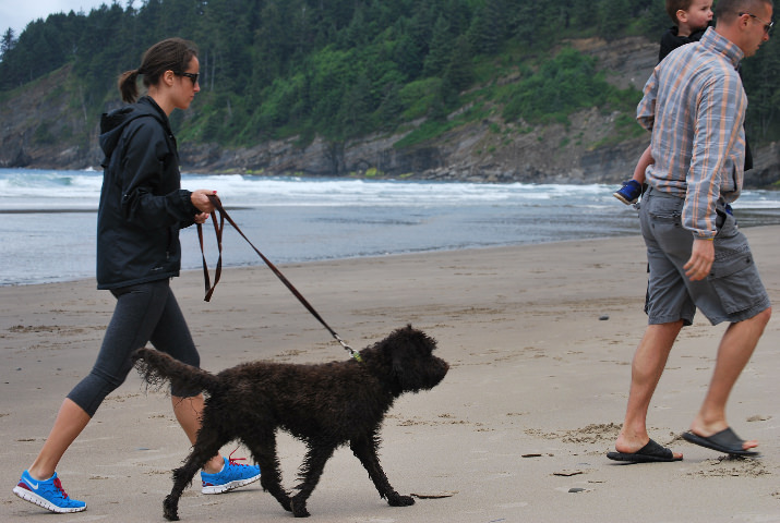 Dogs are welcome in Oswald West State Park.