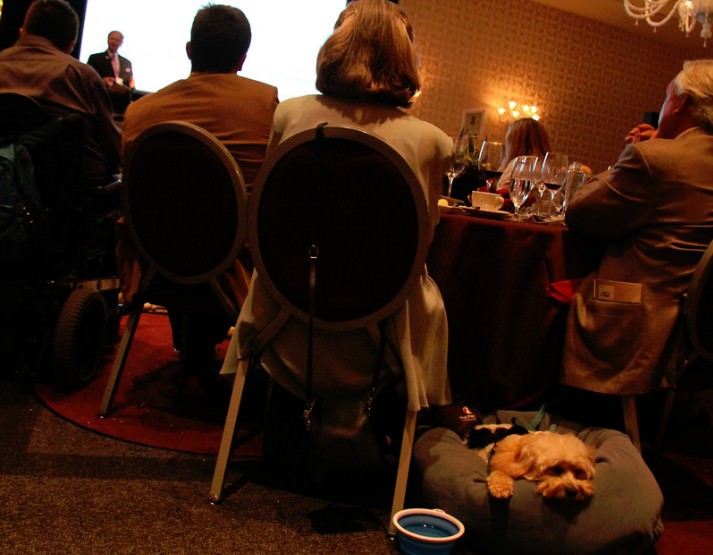 Therapy animals registered with Pet Partners as well as other well-behaved pets were treated to an elegant evening.