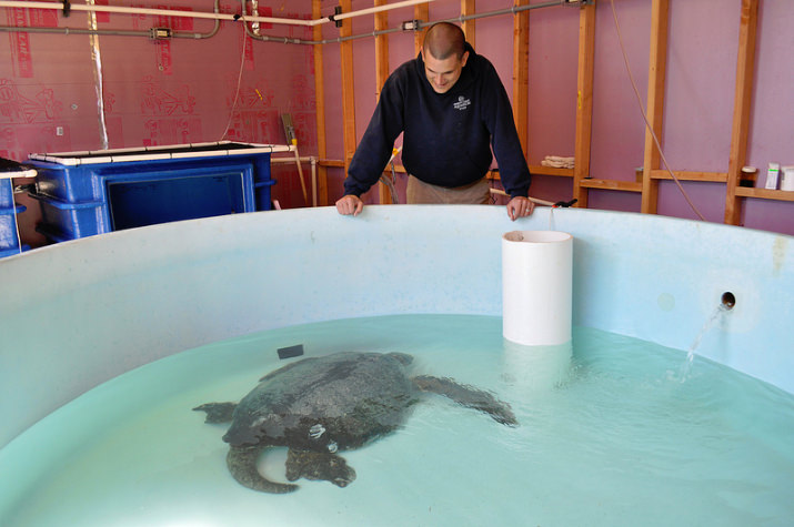 In 2010, the volunteers of the Aquarium gave over 59,500 hours of service, or the equivalent of 28 full-time employees, showing their commitment to the cause and to the community.