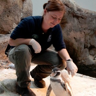 Senior bird keeper Gwen Harris tends to a Humboldt penguin at the Oregon Zoo. The birds have returned to their home in the zoo’s Penguinarium, which reopens this weekend. Photo by Kevin Brown, courtesy of the Oregon Zoo.