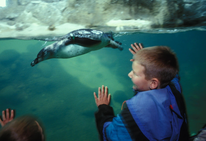 Young visitors watch one of the Oregon Zoo’s Humboldt penguins. The birds returned to the Penguinarium this week following a much-needed filtration upgrade that will save 7 million gallons of water annually. Photo by Michael Durham, courtesy of the Oregon Zoo.