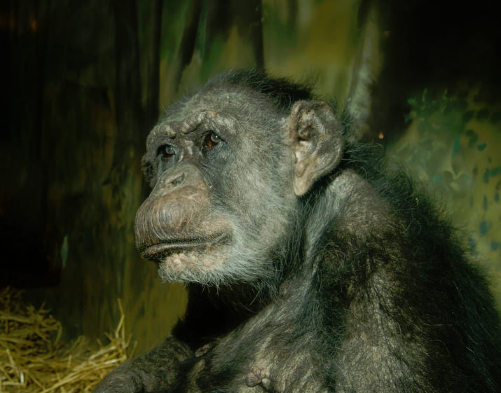 Coco, the Oregon Zoo’s oldest resident, was euthanized today after suffering a debilitating health setback earlier in the week. She was around 60 years old. Photo by Michael Durham, courtesy of the Oregon Zoo.