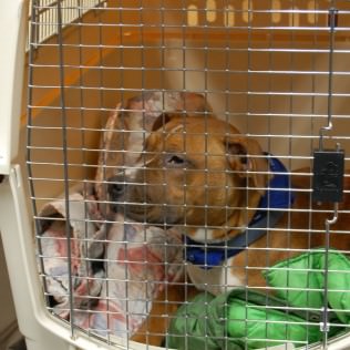 Pets are kept in kennels and officials say if they didn't allow the animals into the shelter, many homeless people would not take advantage of the service.