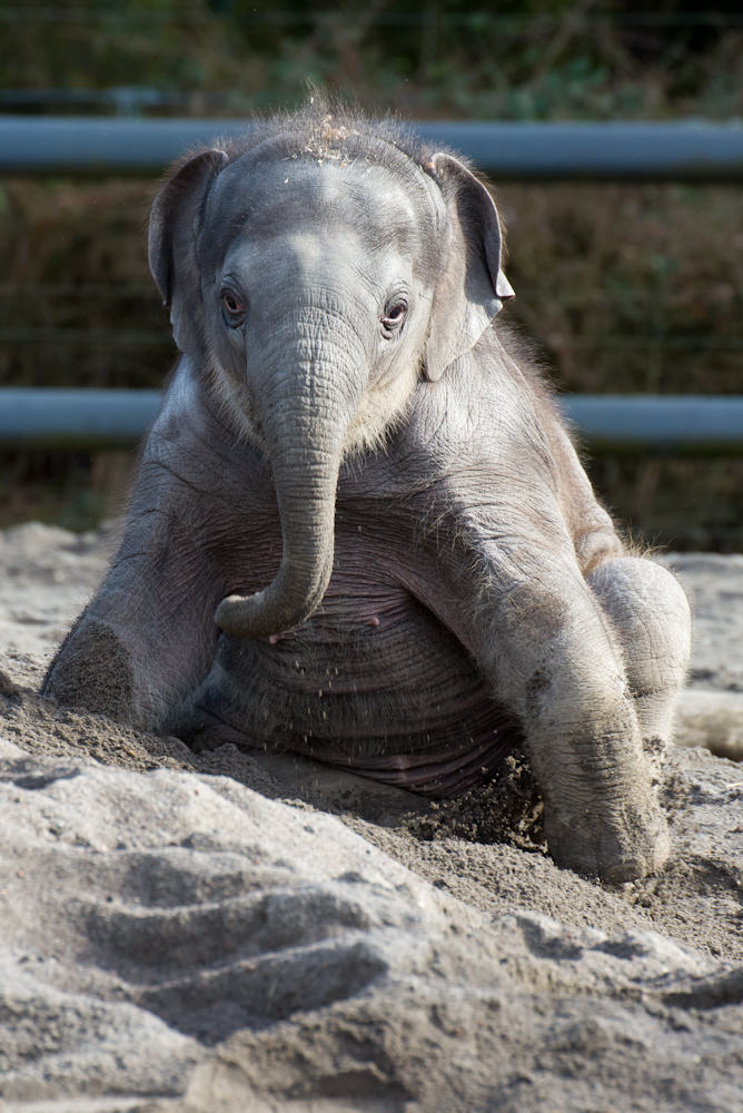 Lily plays in the sand back yard of the Oregon Zoo’s Asian elephant habitat. Photo by Michael Durham, courtesy of the Oregon Zoo.