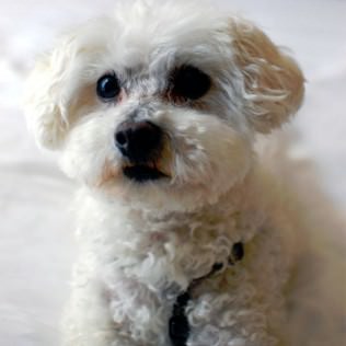 Fan Favorite (Small Dog): BOBO Bobo is an 8-year-old Maltipoo A dog’s life should be filled with: Snuggles, belly rubs, friendly laps, toys to carry upstairs and pile onto the big bed, car rides, feline sisters to chase and wrestle, doggie play groups, sandy beaches, post bath crazy running sessions, and bacon treats.