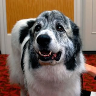 Fan Favorite (Large Dog): NOAH  Noah is a 6-7 year old Great Pyrenees/Maremma Sheepdog/Giant Schnauzer  A dog’s life should be filled with: Belly rubs, a king-sized bed, car rides for napping, and bananas, apples, and turkey.