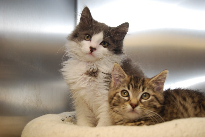 Ultimate Kitten Derby Grand Champion, Paloma (tabby, pictured with her brother Jude), was among about 115 kittens looking for homes during Kitten Palooza.