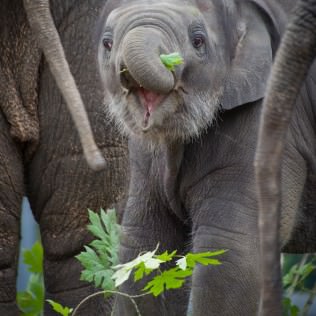 Lily, the Oregon Zoo’s youngest Asian elephant, tipped the scales at more than a 1,000 pounds this week, not quite 10 months after her birth last November. Photo by Michael Durham, courtesy of the Oregon Zoo.