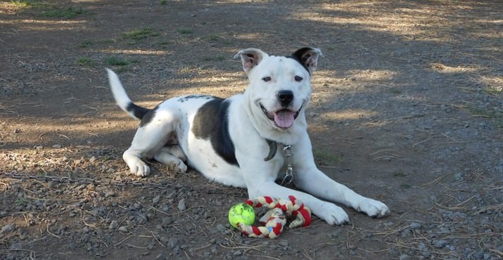 A full fence sponsorship is just $600, which provides an insulated dog house, dog bed, freedom fence and spay/neuter for a dog living outside, just like Boomer here. To sponsor freedom for one of the 45+ dogs on our waiting list, please visit www.FencesForFido.org/donate. 