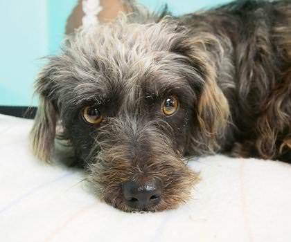 Fear not, this Barkhad Abdi is no Somali pirate, this terrier mix is a sweet lap dog in search of a lap.