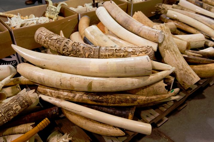 With the illegal ivory trade at its highest point since 1989, tens of thousands of wild elephants are being killed each year for their tusks. Photo by Julie Larsen Maher, courtesy of The Wildlife Conservation Society.