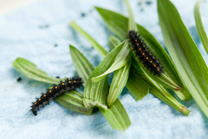 Newly awakened Taylor’s checkerspot caterpillars munch on narrowleaf plantain in the Oregon Zoo’s butterfly lab. Zoo conservationists recently woke hundreds of the caterpillars from their winter dormancy in preparation for release into the wild. Photo by Melinda Holland, courtesy of the Oregon Zoo. 