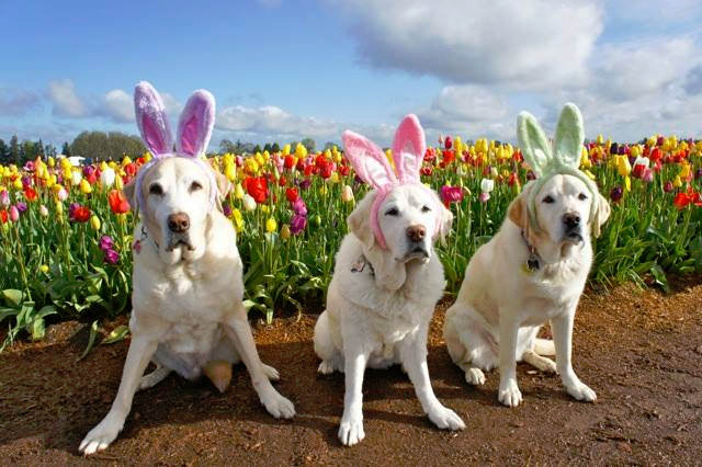 Labradors are from Guide Dogs for the Blind Delighted crowed with their bunny ears.
