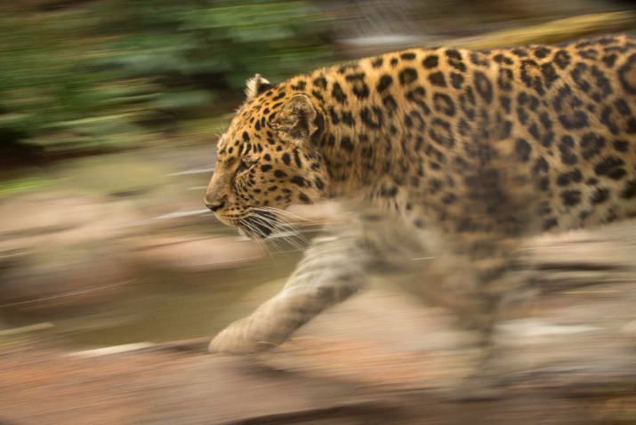 Kia, Amur leopard, 19