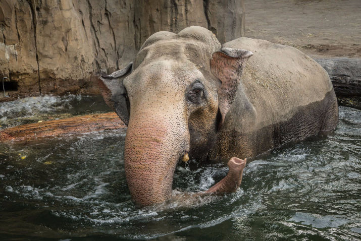 Packy, Asian elephant, 53