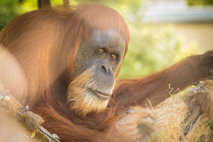 Inji, Sumatran orangutan, 55