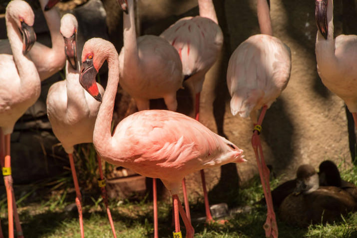 Big Pink, lesser flamingo, 49