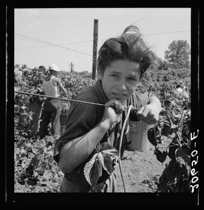 Migratory boy, aged eleven, and his grandmother work side by side picking hops. Started work at five a.m. Photograph made at noon. Temperature 105 degrees. Oregon, Polk County, near Independence. 