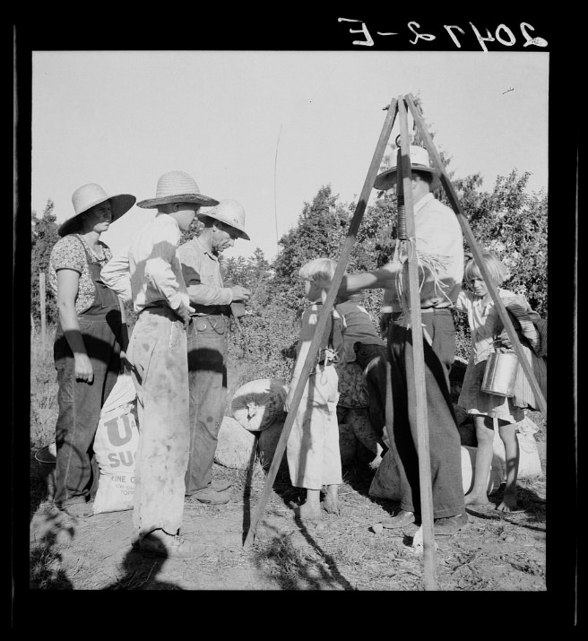 Oregon, Marion County, near West Stayton. Weighing beans at scales on edge of field. Rate - one dollar per 100 pounds.