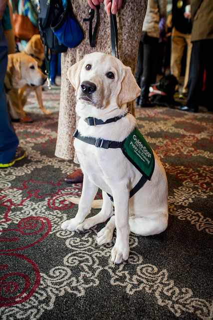  In addition to learning how to lead a person safely around obstacles, Guide Dogs are also trained in "intelligence disobedience": if they are given an unsafe command, they are taught to not obey it (for example: refusing to step out into the street when there is oncoming traffic). Guide Dogs are also trained to have impeccable manners (for all those times they must visit places of public accommodation, such as restaurants, grocery stores and public transportation), and are capable of avoiding distractions (such as cats!). In addition, all Guide Dogs possess an eagerness to please and a willingness to work.