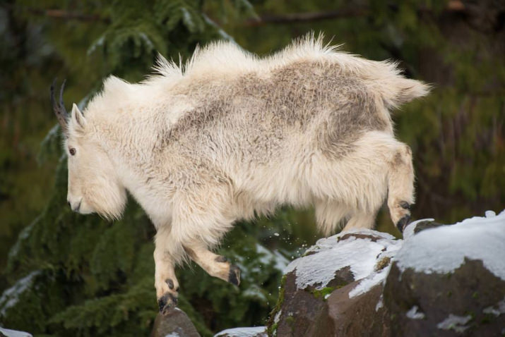 Mountain goat Montane takes a leap at the Oregon Zoo. ©Oregon Zoo/ photo by Michael Durham