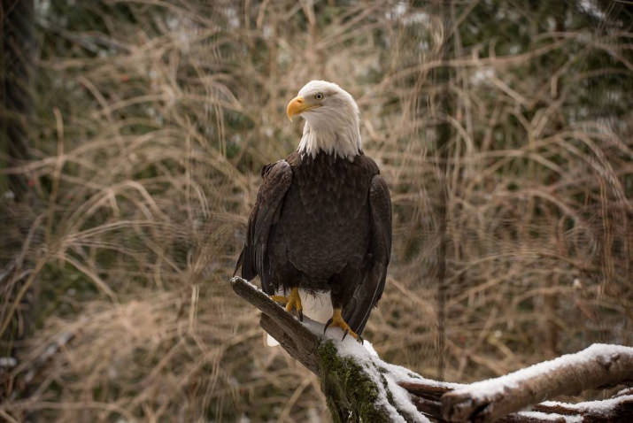 Bald eagle Jack strikes a regal pose in the Oregon Zoo's Great Northwest habitat. ©Oregon Zoo/ photo by Shervin Hess