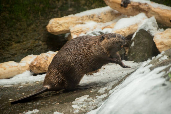 Filbert the beaver investigates an icy slope in the Cascade Stream and Pond. ©Oregon Zoo/ photo by Michael Durham