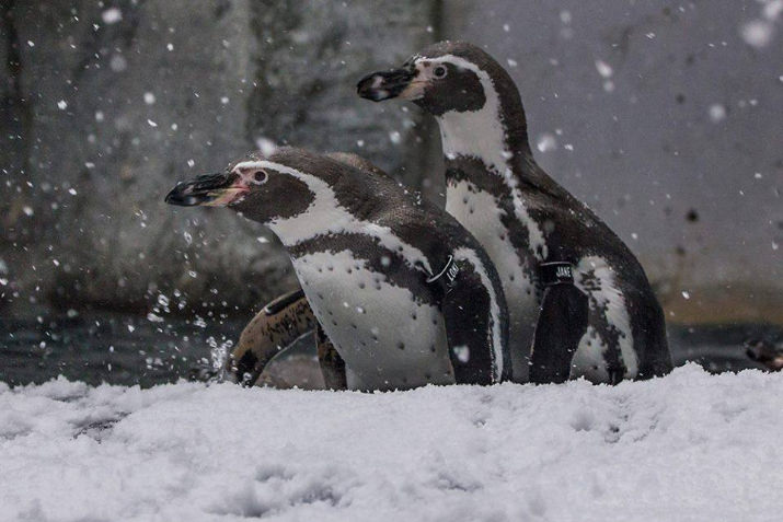 Humboldt penguins play in the snow at the Oregon Zoo. ©Oregon Zoo/ photo by Charlie Rutkowski