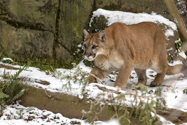 A cougar prowls in a snowscape at the Oregon Zoo. ©Oregon Zoo/ photo by Charlie Rutkowski