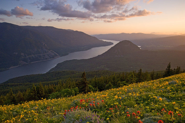 by photographer Peter Marbach of wildflowers during last light on Dog Mountain. 
