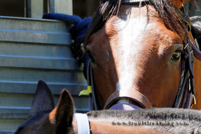 Ponies wait for the Tacoma Polo Club Independence Cup