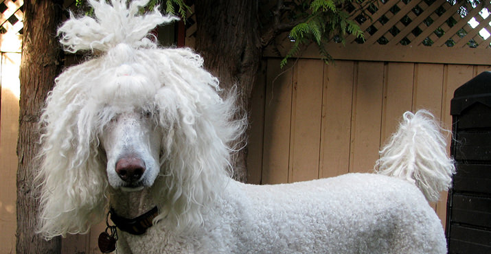 In the large dog category, top honors went to Moby, a 3-year-old standard poodle with Rasta style.