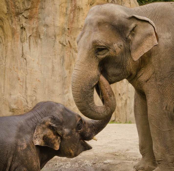 Samudra (in water), a 4-year-old Asian elephant calf, plays with his mother, Rose-Tu, at the Oregon Zoo. Rose-Tu is expected to give birth to her second baby this fall. Photo by Michael Durham, courtesy of the Oregon Zoo. Samudra (in water), a 4-year-old Asian elephant calf, plays with his mother, Rose-Tu, at the Oregon Zoo. Rose-Tu is expected to give birth to her second baby this fall. Photo by Michael Durham, courtesy of the Oregon Zoo.