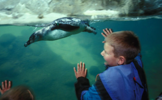 Young visitors watch one of the Oregon Zoo’s Humboldt penguins. The birds returned to the Penguinarium this week following a much-needed filtration upgrade that will save 7 million gallons of water annually. Photo by Michael Durham, courtesy of the Oregon Zoo.