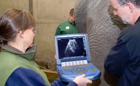 Oregon Zoo Veterinary Staff Prepares for Birth of Rose-Tu’s Second Calf