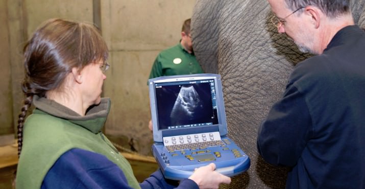 Oregon Zoo Veterinary Staff Prepares for Birth of Rose-Tu’s Second Calf