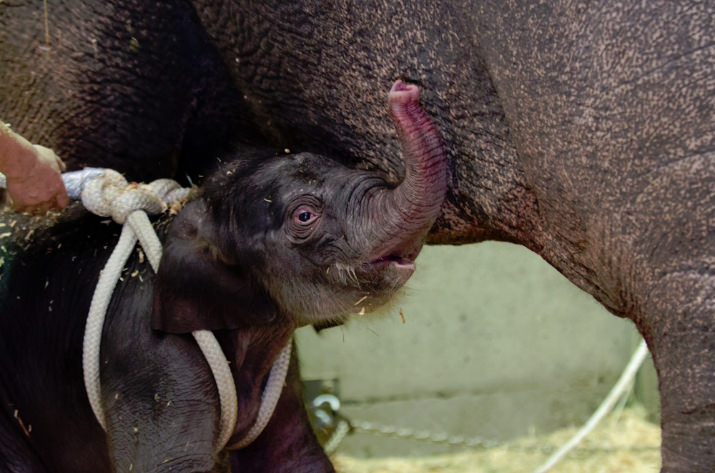 Asian elephant Rose-Tu gave birth to her second calf on Friday, Nov. 30. Photo by Michael Durham, courtesy of the Oregon Zoo.