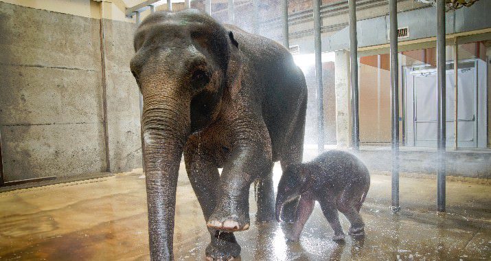 Asian elephant mom Rose-tu and her four day old calf get a bath from keepers in the elephant barn at the Oregon Zoo. © Oregon Zoo / photo by Michael Durham.