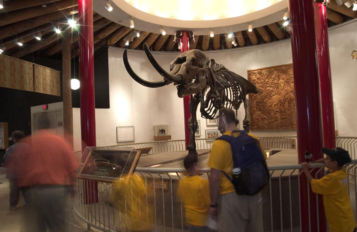 The fossilized skeleton of an Ice Age mastodon, housed at the Oregon Zoo’s Lilah Callen Holden Elephant Museum, will be returning to its permanent home at the Smithsonian soon. The zoo’s Elephant Museum closes its doors for good this month to make way for the expansive new Elephant Lands habitat. Photo by Michael Durham, courtesy of the Oregon Zoo.
