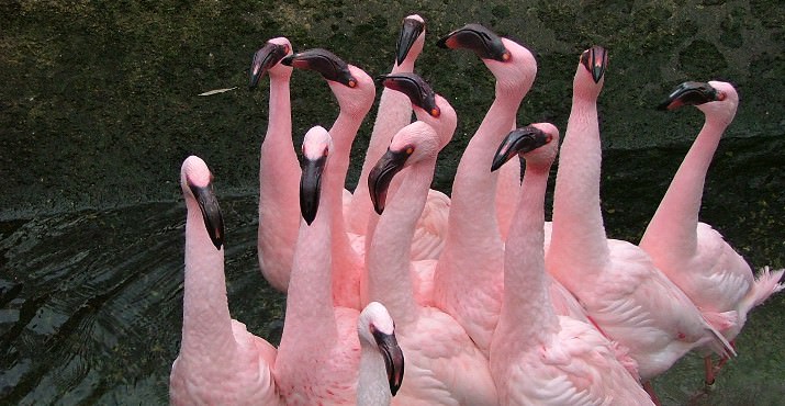 Flamingo Flock Landing at the Oregon Zoo