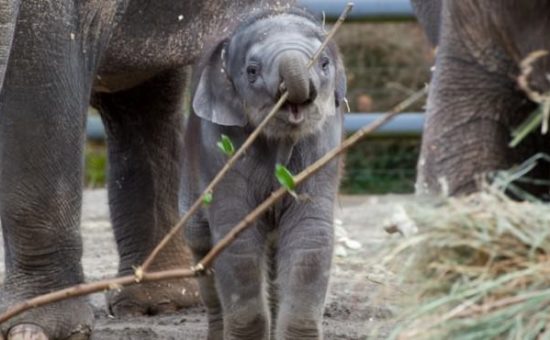 Oregon Zoo Has it in Writing: Lily the Elephant is Here to Stay