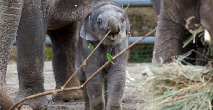Two-month-old Lily chomps on some browse with the rest of the Oregon Zoo elephant herd. Photo by Michael Durham, courtesy of the Oregon Zoo.