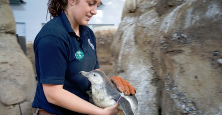 Keeper Kyla Holligan holds a young Humboldt penguin at the Oregon Zoo. The five chicks that hatched this spring have begun to emerge from their nest boxes and explore the zoo’s penguinarium. Photo by Michael Durham, courtesy of the Oregon Zoo.