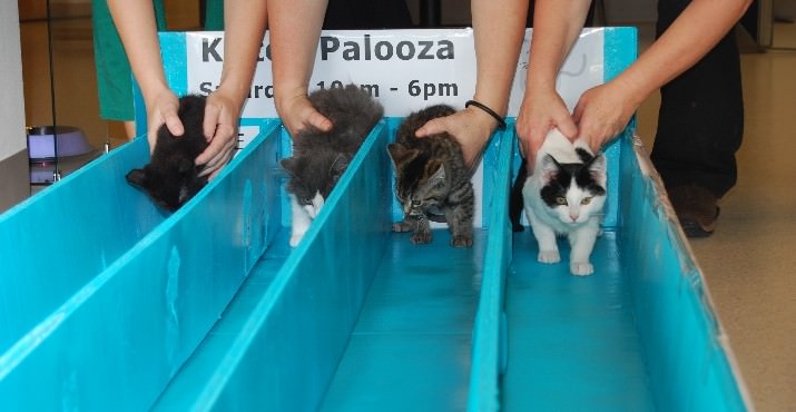 Kittens ready to race in Cat Adoption Team's first ever Ultimate Kitten Derby -- all of whom were adopted during Kitten Palooza.