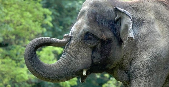 Rama, an Asian elephant at the Oregon Zoo, has begun treatment for tuberculosis; another elephant, Packy, will also begin preventive treatment starting next week. Photo by Michael Durham, courtesy of the Oregon Zoo.