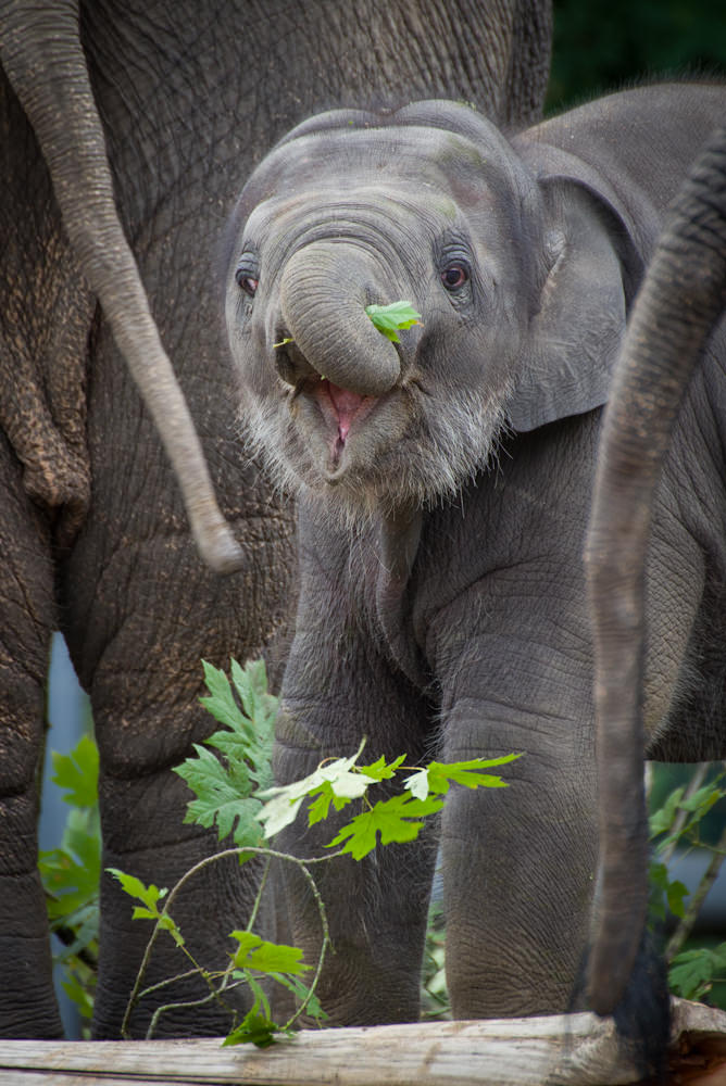 Lily, the Oregon Zoo’s youngest Asian elephant, tipped the scales at more than a 1,000 pounds this week, not quite 10 months after her birth last November. Photo by Michael Durham, courtesy of the Oregon Zoo.