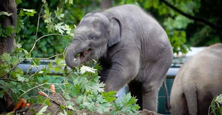 Keepers say Lily, who passed the 1,000-pound mark this week, enjoys carrots, apples and leaves pulled from branches — just like mom. Photo by Michael Durham, courtesy of the Oregon Zoo.
