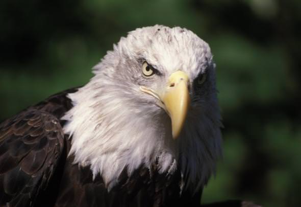 You can see winter birds like this Bald Eagle at Smith and Bybee Wetlands