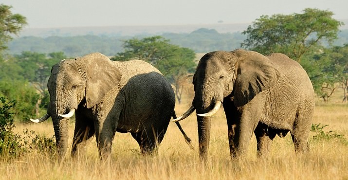 In November, the U.S. government publicly destroyed more than six tons of illegal ivory, such as this stockpile at the U.S. Fish and Wildlife Repository. The zoo is urging community members to sign an online petition asking Congress to enact a moratorium on domestic ivory sales. Photo by Julie Larsen Maher, courtesy of The Wildlife Conservation Society.